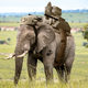Image for article titled Report: Majority Of Americans Would Support A New War If There Were Elephants Involved